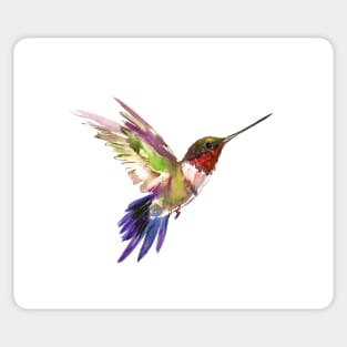 Hummingbird Sticker